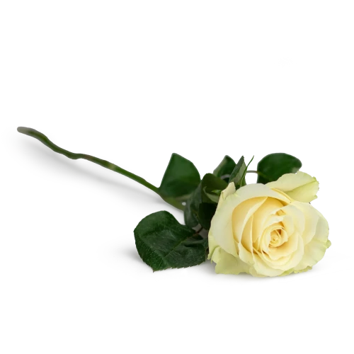 bouquet of Ecuadorian roses 80cm